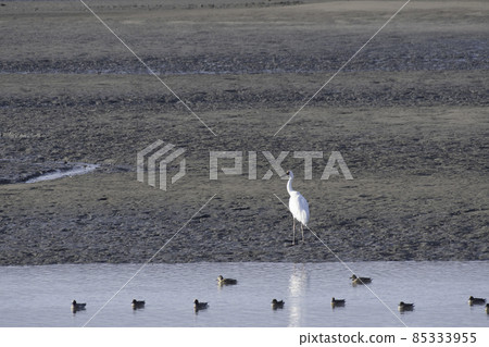 Siberian crane turning around at the mouth of the Nakayama River in Saijo City, Ehime Prefecture 85333955