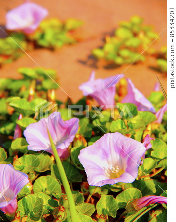 Cute flower Cute flower 85334201
