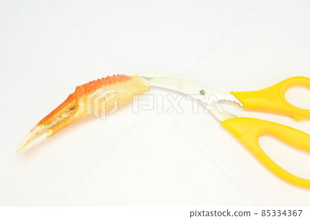 Snow crab and crab scissors Snow crab and crab scissors 85334367