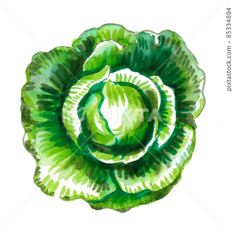 Head of cabbage vegetable. ink and watercolour drawing Head of cabbage vegetable. ink and watercolour drawing 85334894