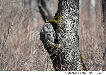 蝦夷貓頭鷹,好臉蛋 蝦夷貓頭鷹,好臉蛋 85335326