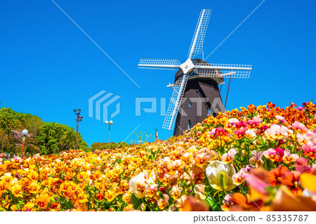 Viola and windmill in Tsurumi Ryokuchi 85335787