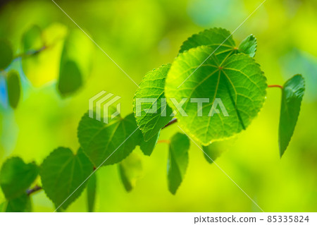Katsura's young leaves 85335824
