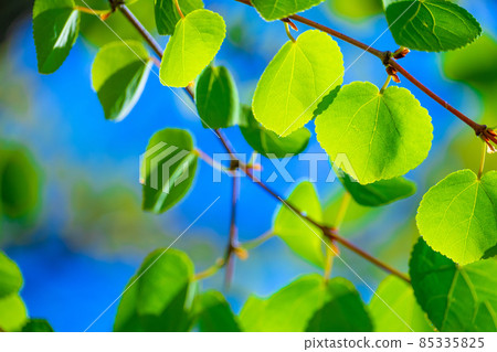 Katsura's young leaves 85335825