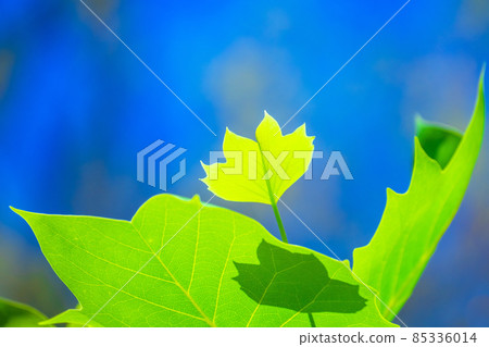 Wild young leaves of turpentine Wild young leaves of turpentine 85336014