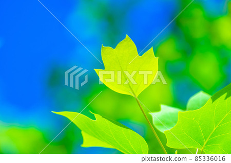 Wild young leaves of turpentine Wild young leaves of turpentine 85336016