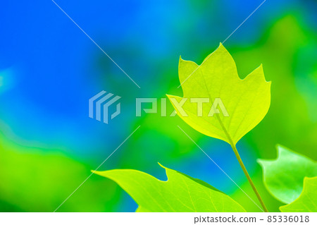 Wild young leaves of turpentine 85336018