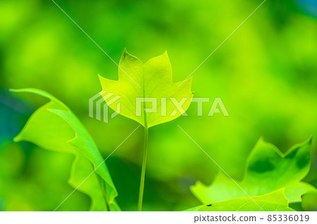 Wild young leaves of turpentine 85336019