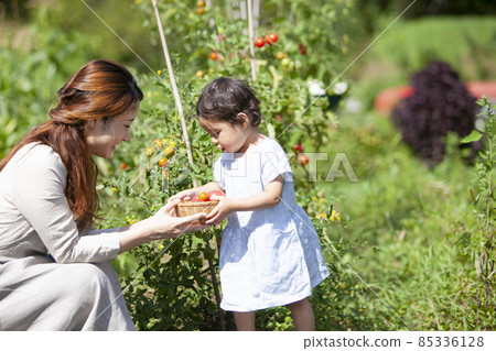 父母和孩子們享受廚房花園 85336128
