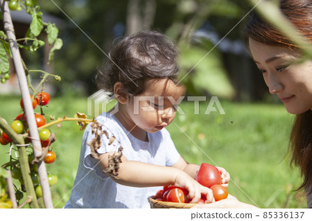 Parents and children enjoying a kitchen garden 85336137