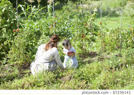 Parents and children enjoying a kitchen garden 85336141