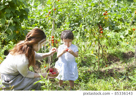 父母和孩子們享受廚房花園 85336143