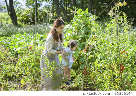 父母和孩子們享受廚房花園 85336144