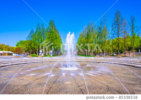 花博紀念公園的噴泉和水杉 85336516