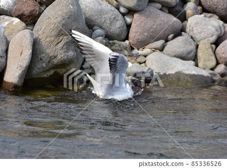 Black-headed gull, caught 1 Black-headed gull, caught 1 85336526