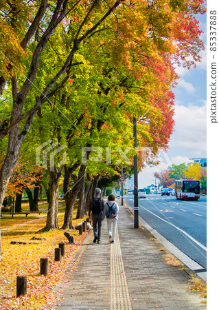 It is the scenery of Peace Boulevard. It is a bright early autumn landscape. It is the scenery of Peace Boulevard. It is a bright early autumn landscape. 85337888
