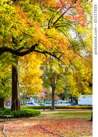 It is the scenery of Peace Boulevard. It is a bright early autumn landscape. It is the scenery of Peace Boulevard. It is a bright early autumn landscape. 85337889
