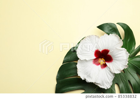 Beautiful tropical hibiscus flower and monstera leaf on light yellow background, flat lay. Space for text 85338832