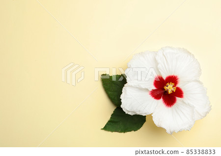 Beautiful tropical hibiscus flower with leaves on light yellow background, top view. Space for text Beautiful tropical hibiscus flower with leaves on light yellow background, top view. Space for text 85338833