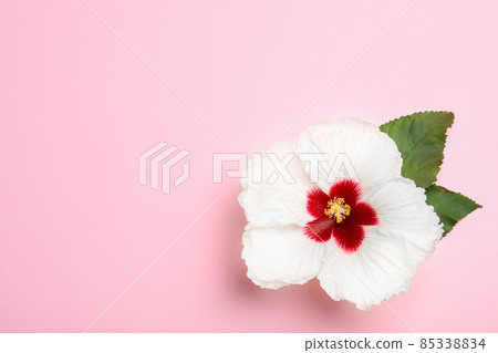 Beautiful tropical hibiscus flower with leaves on pink background, top view. Space for text 85338834
