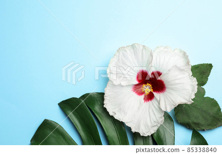 Beautiful tropical hibiscus flower and leaves on light blue background, flat lay. Space for text 85338840