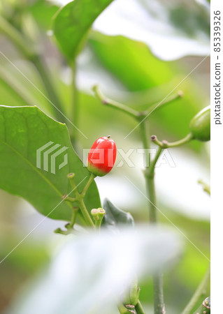 青木的紅果 青木的紅果 85339326
