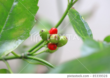 青木的紅果 85339328