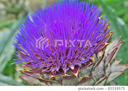 Purple artichoke flowers 85339575