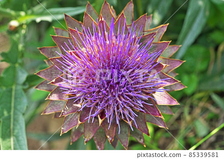 Purple artichoke flowers Purple artichoke flowers 85339581