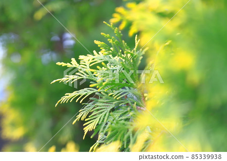 孩子的手柏(Konotegasiwa)的尖端是黃色的 孩子的手柏(Konotegasiwa)的尖端是黃色的 85339938