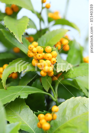 Yellow pyracantha (pyracanthus) fruit Yellow pyracantha (pyracanthus) fruit 85340389