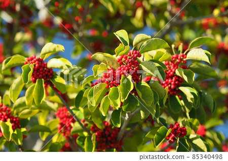 Kuroganemochi (for lucky charm and autumn image) Kuroganemochi (for lucky charm and autumn image) 85340498