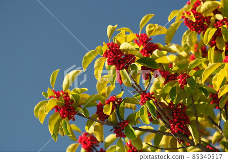 Kuroganemochi (for lucky charm and autumn image) 85340517