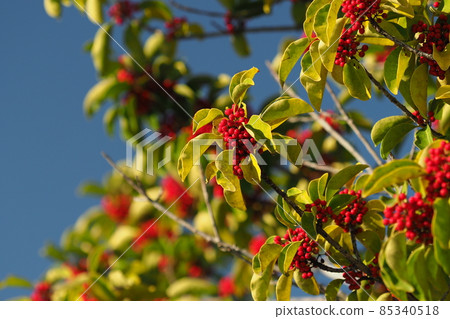 Kuroganemochi (for lucky charm and autumn image) 85340518