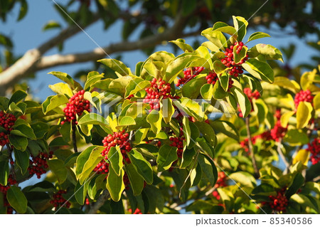 Kuroganemochi（用於幸運符和秋季圖片） 85340586