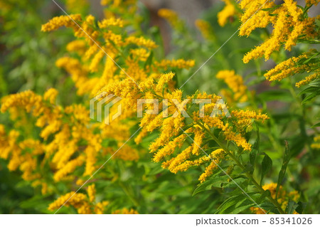 黃花 黃花 85341026
