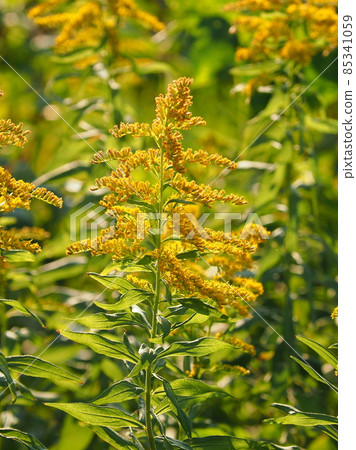 黃花 黃花 85341059