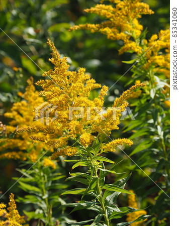 Seiitokawadassi Seiitokawadassi 85341060