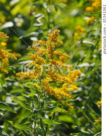 Seiitokawadassi Seiitokawadassi 85341061