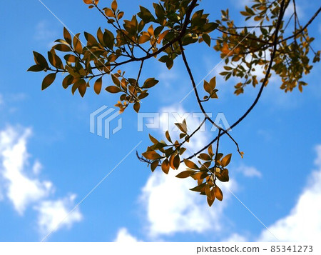 Blue sky, white clouds and Nagi (winter nagi leaves in the morning sun) 85341273