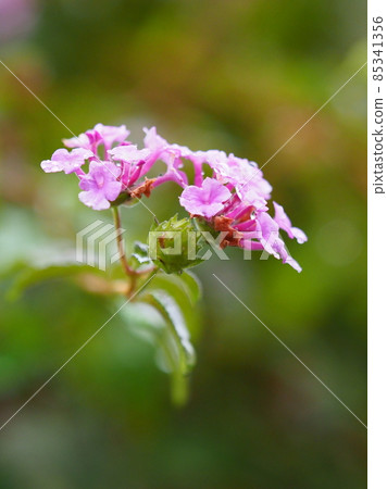 Lantana (Trailing lantana: with water drops) Lantana (Trailing lantana: with water drops) 85341356