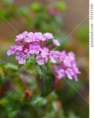 Lantana (Trailing lantana: with water drops) Lantana (Trailing lantana: with water drops) 85341380