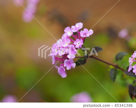 Lantana (Trailing lantana: with water drops) Lantana (Trailing lantana: with water drops) 85341386