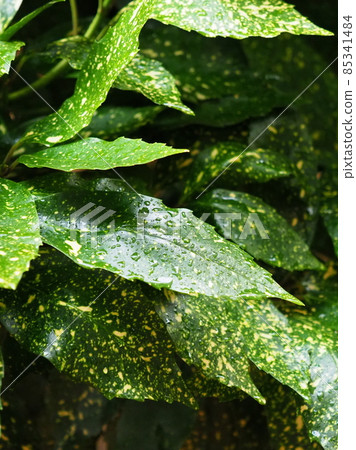 Filia Oki（雨後水滴） 85341484