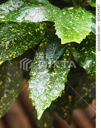 Filia Oki (with water drops after rain) 85341487