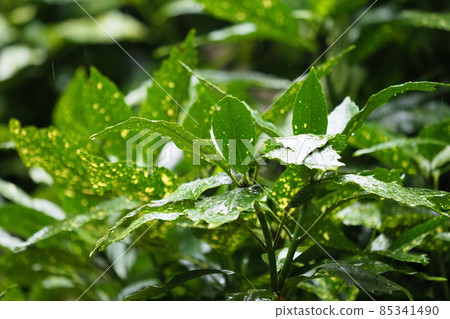 Filia Oki（雨後水滴） 85341490