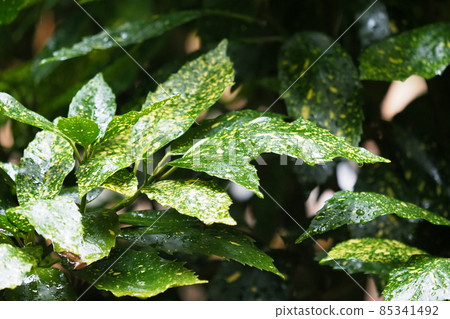 Filia Oki（雨後水滴） 85341492