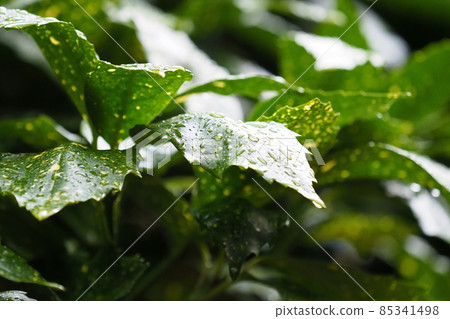 Filia Oki（雨後水滴） 85341498