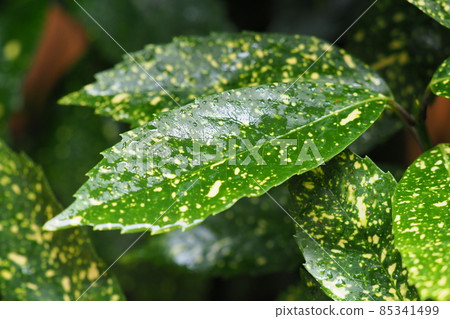 Filia Oki（雨後水滴） 85341499