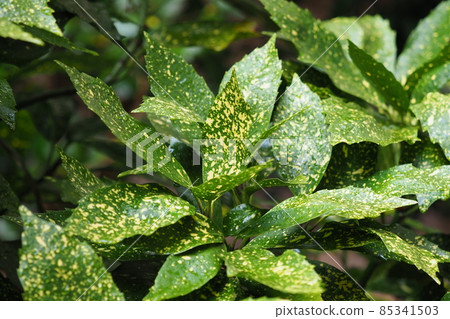 Filia Oki (with water drops after rain) 85341503